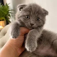 رنگ بلو اسکاتیش