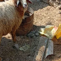 گوسفند