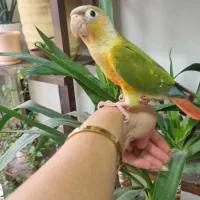 اناناسی سرلاکی