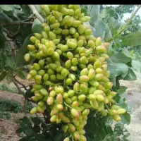 پیوند پسته ضمانتی