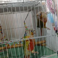 طوطی گرینچیک