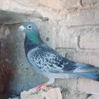 کبوتر پلاکی و شیخی