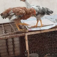 مرغ خروس ۹ اعدد