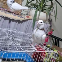 کفتر