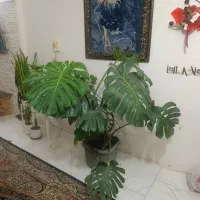 گل مانسترا