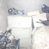 کبوتر فروشی