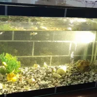 اکواریوم به همراه ماهی فروشی