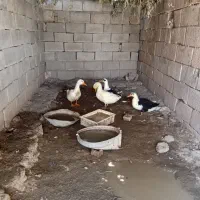 اردک