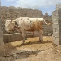 گاو قربانی نر. کلاله روستای دهنه،