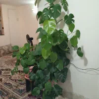 سلام گلدان برگ انجیری شیک وپسند