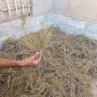 گیاه افدرا هوم ریش بز کوشکی
