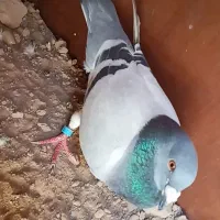کبوتر پلاکی دوخط