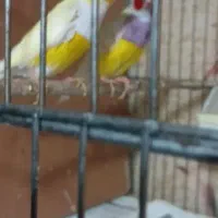 فنچ،گلدین