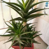 گل الوورا