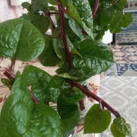 فروش قلمه گل