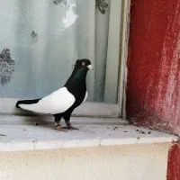 جفت جوجه سینه سیاه کبوتر رنگی کفتر نقش