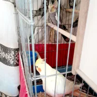 دوجفت عروس هلندی به‌شرط تخم