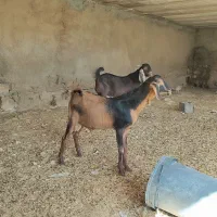 بزغاله نر هل مناسب سارین سینم