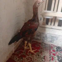 جوجه لاری‌ اصیل