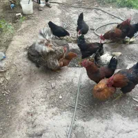 ۱۰ عدد خروس     و ۶ عدد مرغ