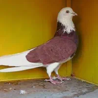 شازده ماده