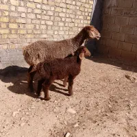 میش