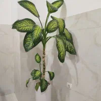 گل دیفن سرحال