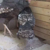 بوقلمون