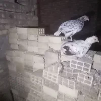 باسلام فروش دوتا مرغ یه خروس