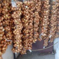 فروش پیاز