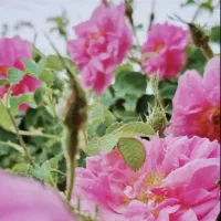 گلاب خالص تضمینی با عطر گل های کاشان