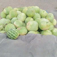 هندوانه مغان