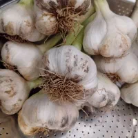 سیر درجه یک