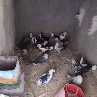 کارسیک وخروس گلین