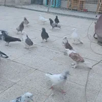 کفتر