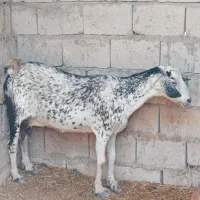 دو تا نزار گوشتی بزرگ چاق و استخوان دار