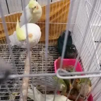 عروس هلندی مولدکارداده و جوجه عروس لوتینو