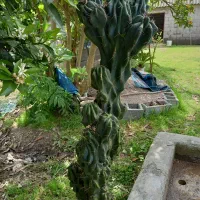 گل کاکتوس صخره ای