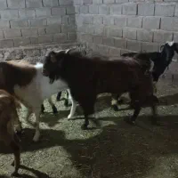 نری رشتی