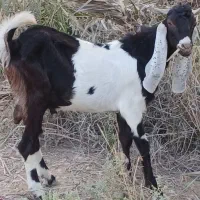 بز نر