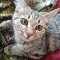 بچه گربه گمشده