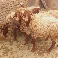 بره  فروشی