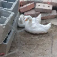 دو تا غاز نژاد اصیل۵اردک