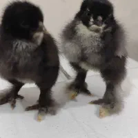جوجه برهما