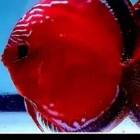 دیسکس/غذای ماهی/غذا/کالر/آرتمیا