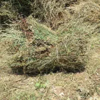 علف ویونجه