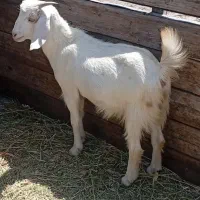 بز گتاچ اوستن مری جملی زا