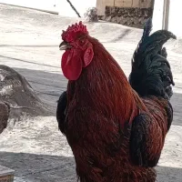 خروس سرحال