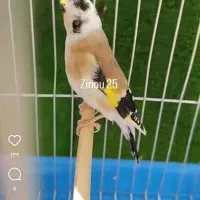 گمشده سهره سر سیاه