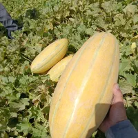 خربزه مشهدی